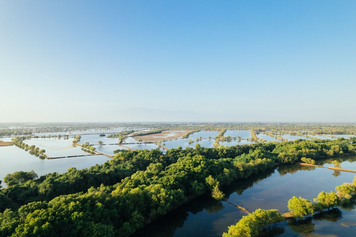 Postelsia tweet media