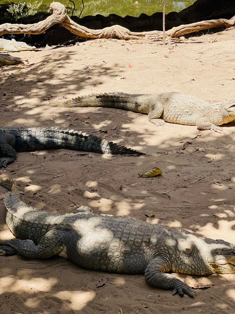 Gambia 🇬🇲