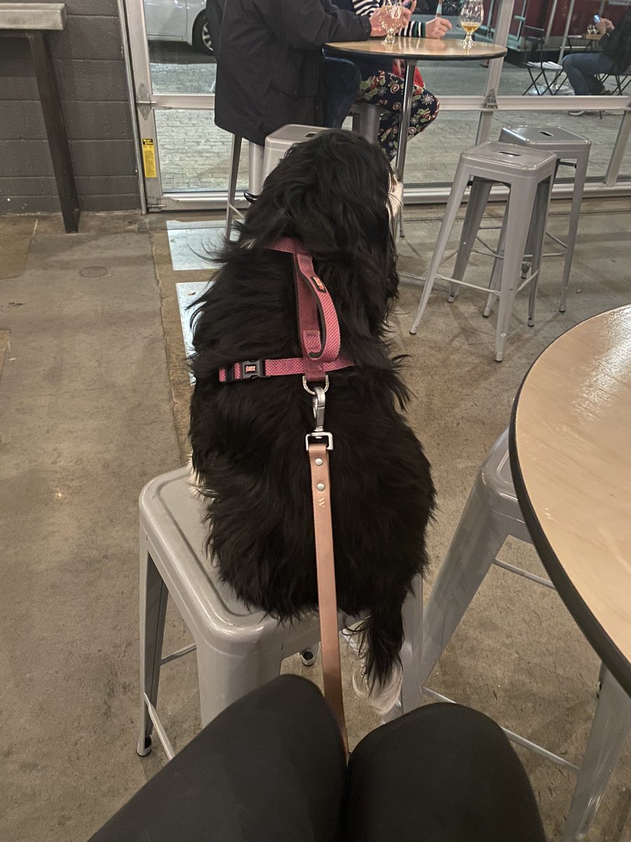 beth_reev's tweet photo. I forget that it’s not normal for dogs to sit on bar stools https://t.co/rwbj9GdLWv