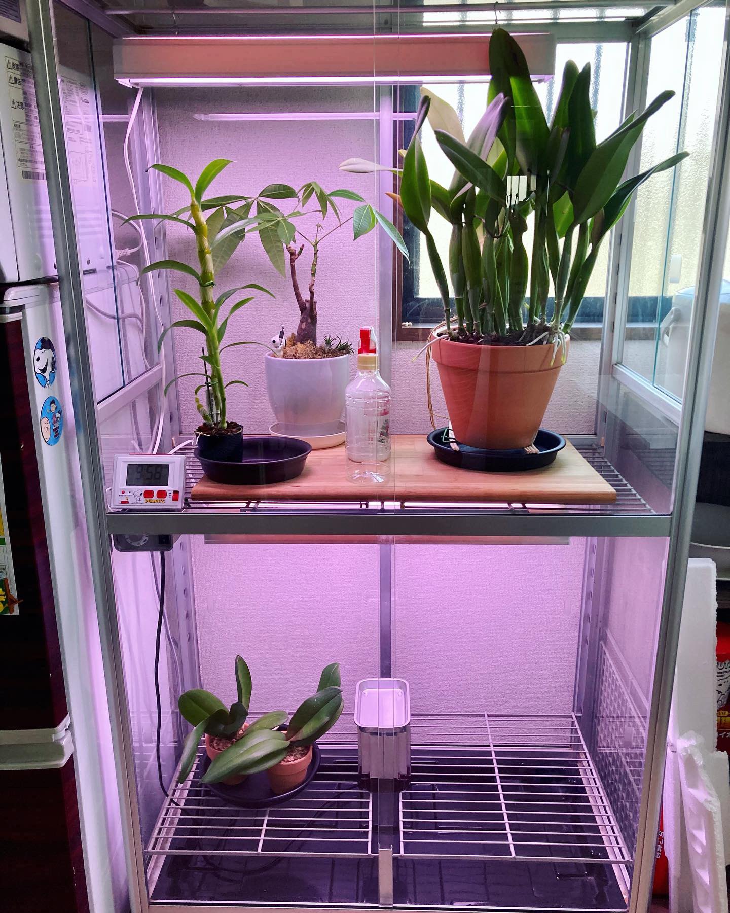 ピカコーポレーション FHBー1508BL ガラス温室植物 爬虫類 ペット