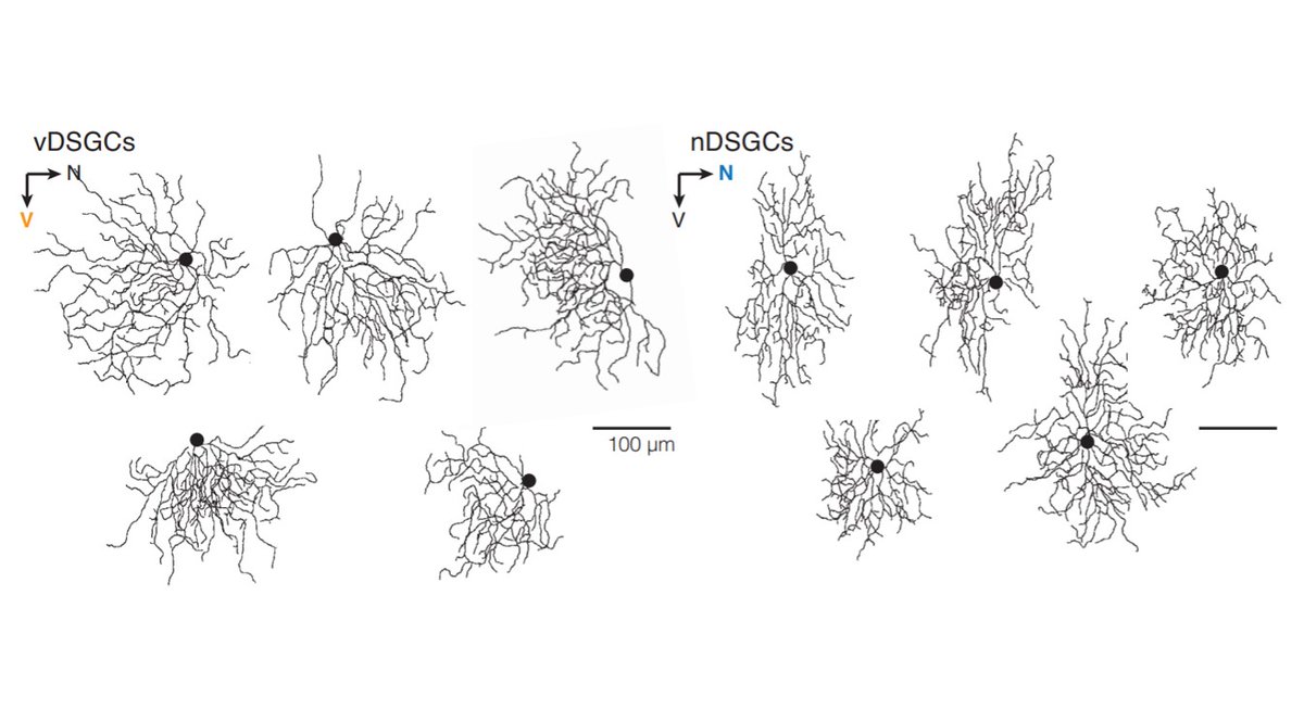 SfNJournals's tweet photo. #eNeuro: @mquess &amp; @FellerMarla used the direction selective circuit of the retina to assess how changes in dendritic shape impact the synaptic organization, finding that the the shape of dendrites does not dictate the final computation of the neurons.
https://t.co/faX2CRqAwJ https://t.co/iJkuJ928BH