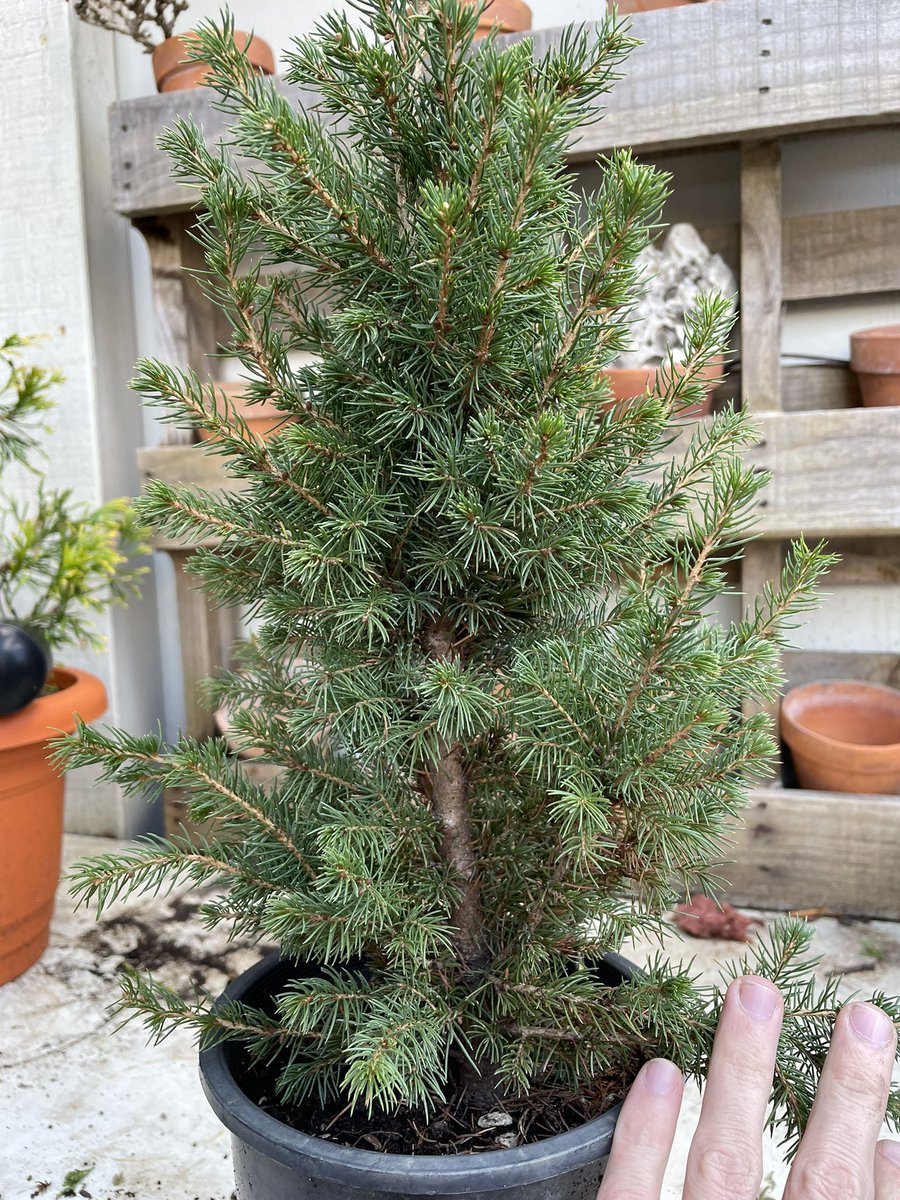 Bonsai4Yang's tweet photo. I take a decent amount of pictures of my trees but always forget to post maybe I’ll make a thread..

To start here is a dwarf Alberta spruce (Xmas tree) that I wired up a few weeks ago, went with a “informal upright” style for this one, branches still need wired https://t.co/3BWuRk6PwB