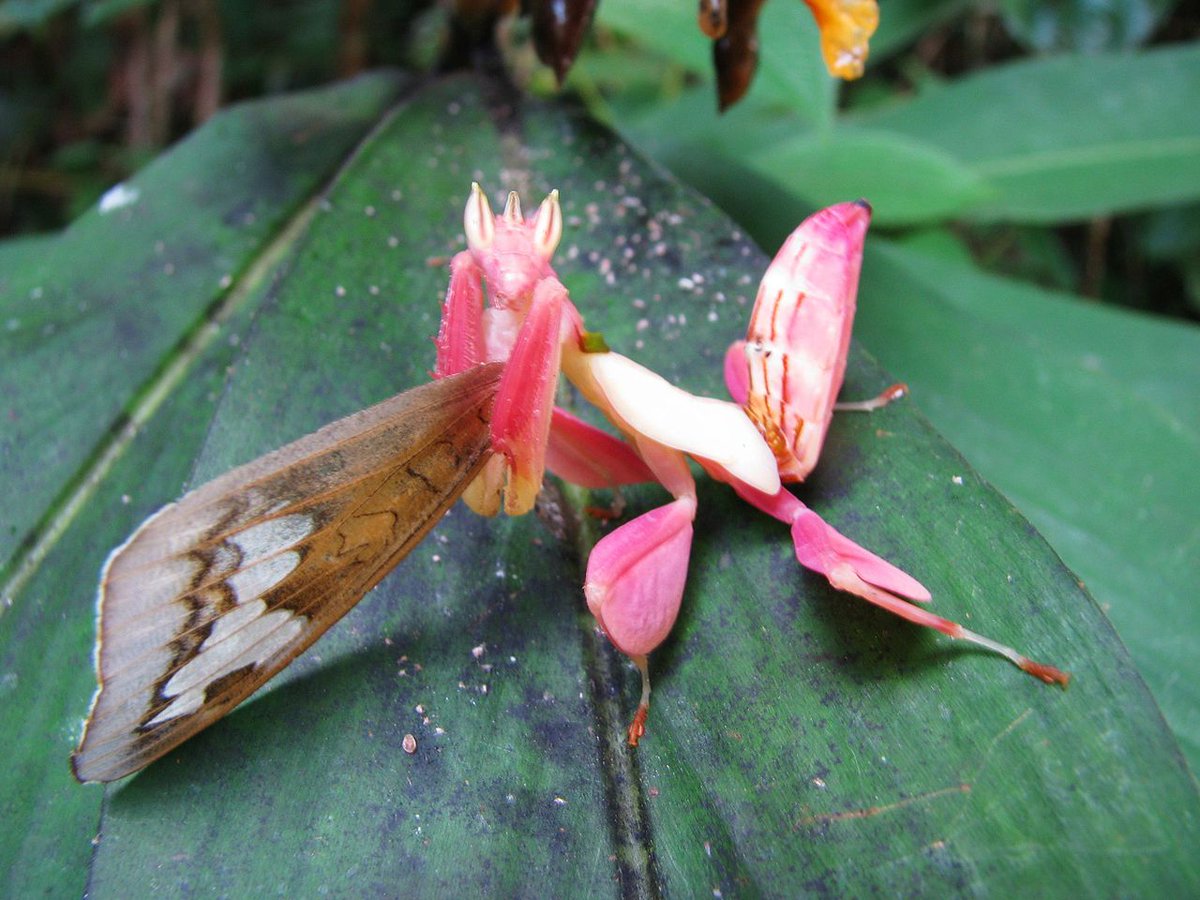 solana orchid mantis