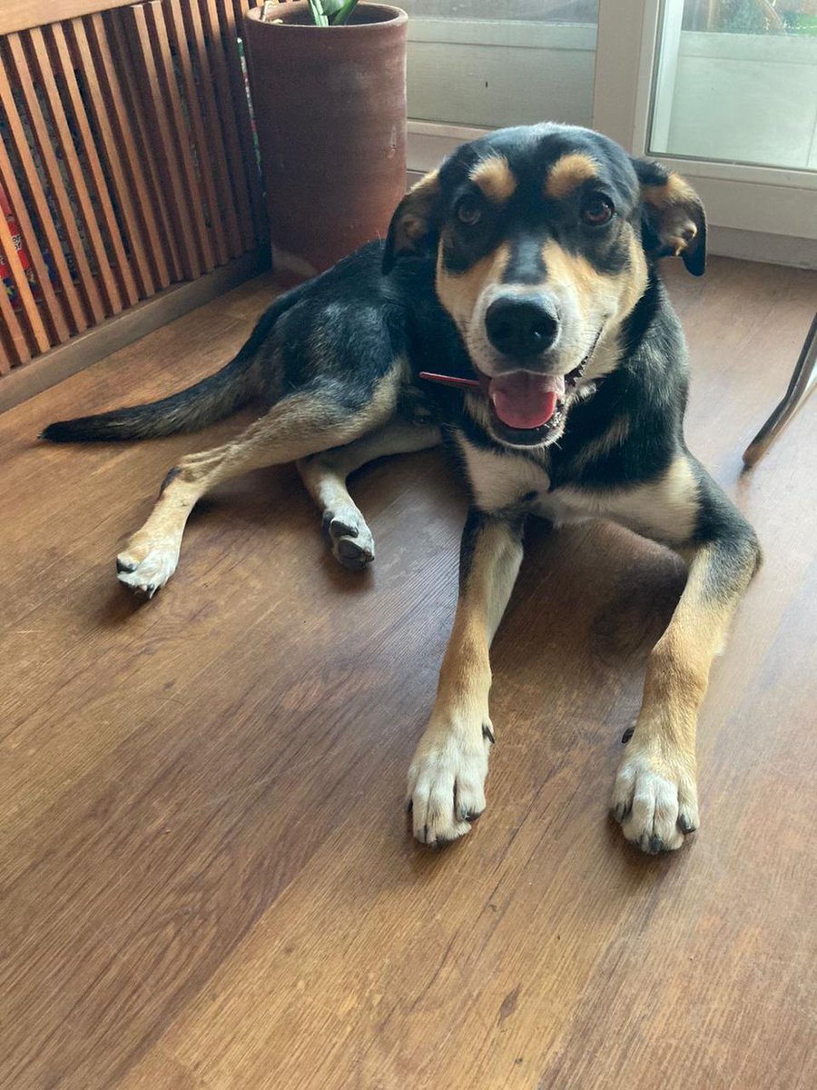 SE BUSCA A SUS DUEÑOS! Encontrado en plaza Río de Janeiro, Providencia, macho con collar sin datos, no tiene chip. Contacto: 978509561