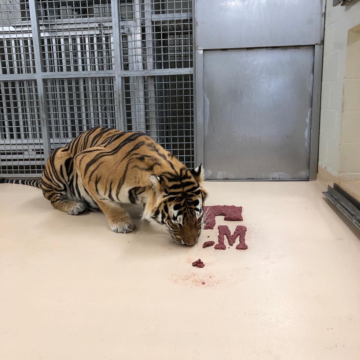 MikeTheTiger's tweet photo. How many Tigers does it take to devour the Aggies? Not as many as you think. Geaux Tigers! https://t.co/uwpyTBzngg