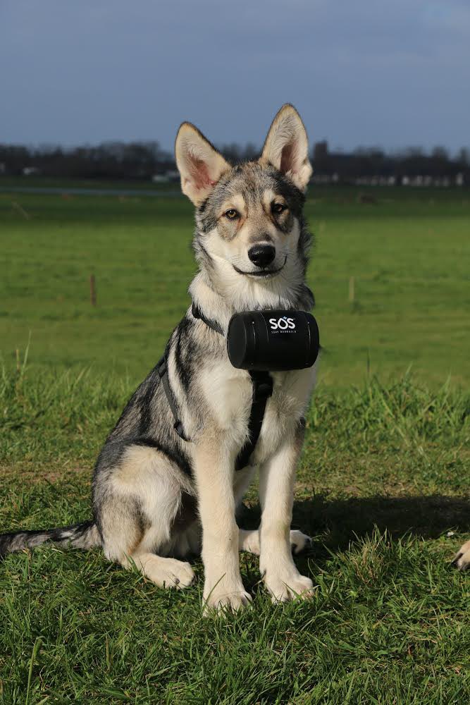 Hydration for all🐶
Buy a 50 serv tub and receive one 50 serv tub free🚨

#BlackFriday 
#hydrationforall
#Soshydration