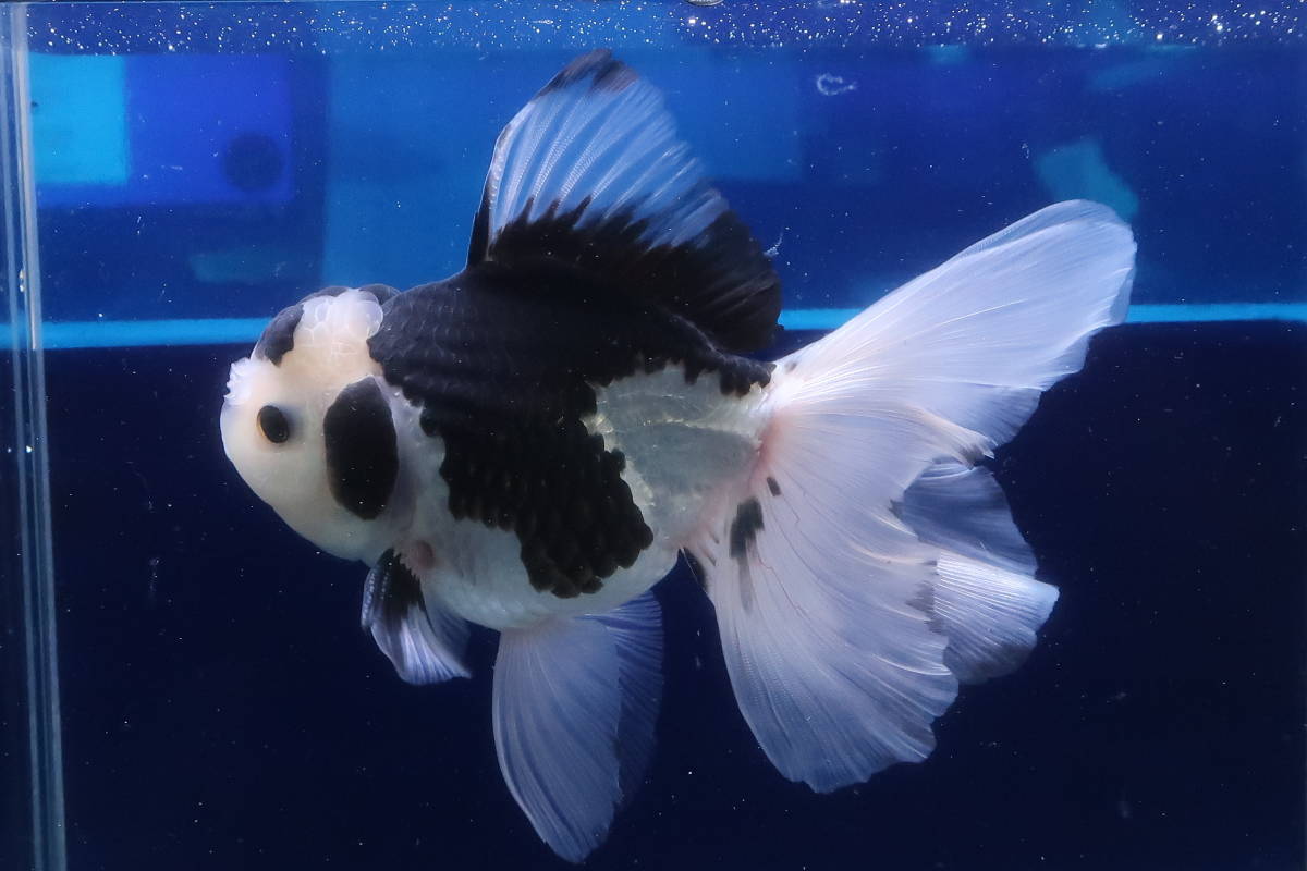 ハーフムーンテール Twitter Search Twitter