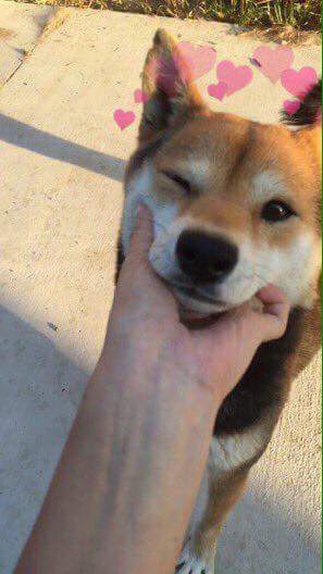 Ozzy™ is... ☦️ tweet media