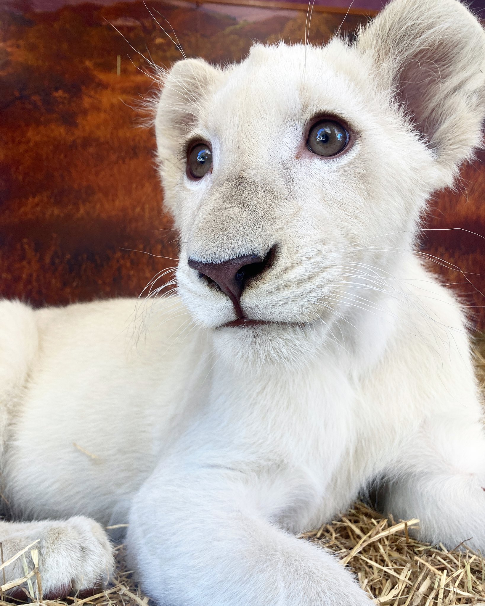 姫路セントラルパーク サファリ 公式 あと3日 ｖ ルイ君に会えるのは11月29日までとなりま す 姫センは今日もサファリ日和です 姫セン サファリ ホワイトライオン T Co D6hmsnxrpn