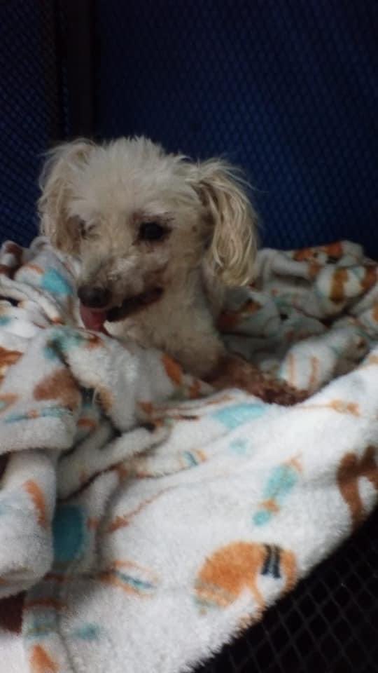 gllgina1's tweet image. Rossy recuperándose de su tratamiento Dental, salió anémica con Erliquia y Anaplasma,requerirá comida blanda RECOVERY🐶SI ALGUIEN LE PUEDE DONAR O INTERCAMBIAR POR ARTICULOS DEL Bazar Online - Su Voz es la de Todos ..manda whats a Elizabeth al 662 221 1219 #Hermosillo #Sonora