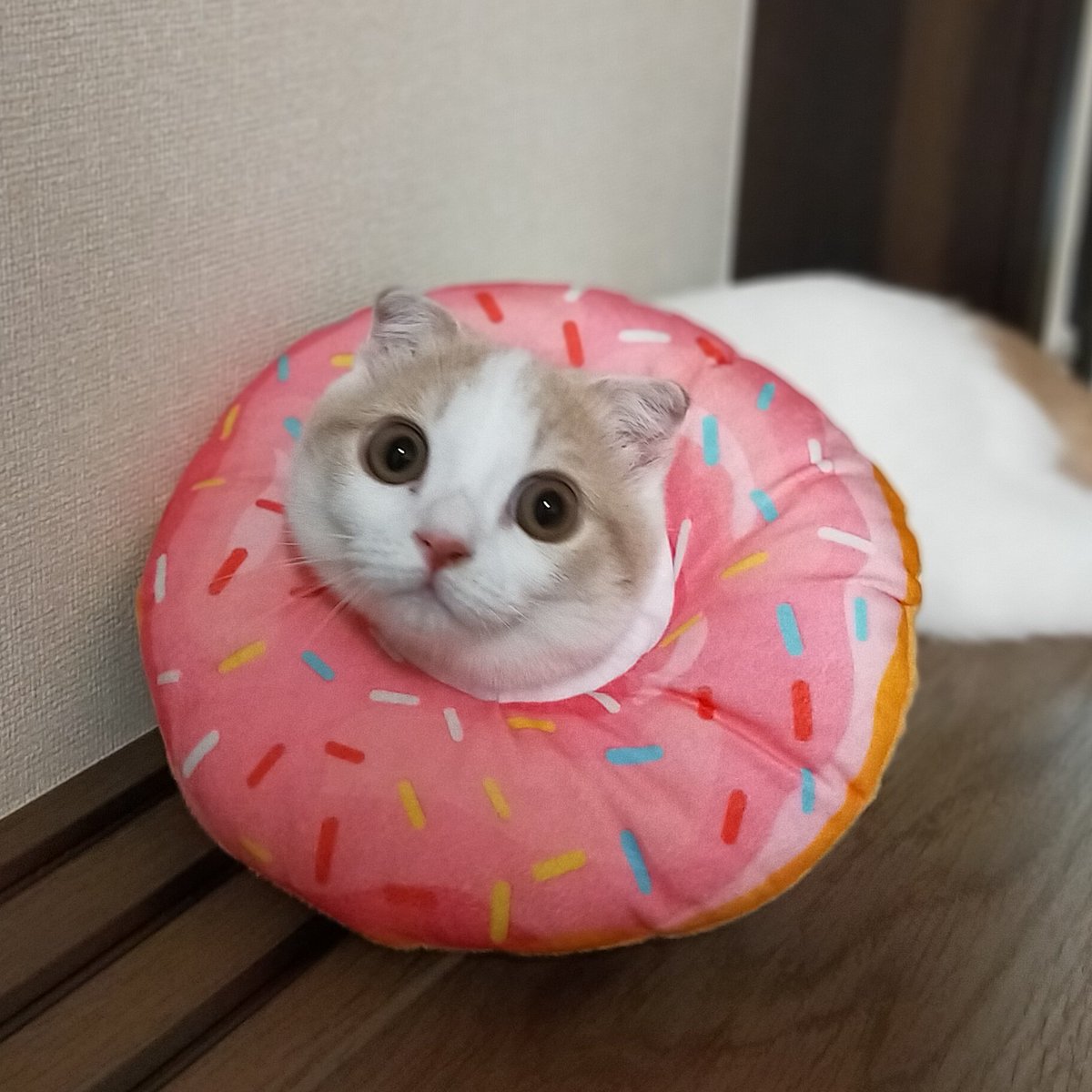 ドーナツつむ🐱
かわいい♡

#猫　#ねこ　#スコティッシュフォールド　#猫好きさんと繋がりたい　#猫の居る暮らし　#cat #catlovers #CatsOfTwitter #tsumugi4month