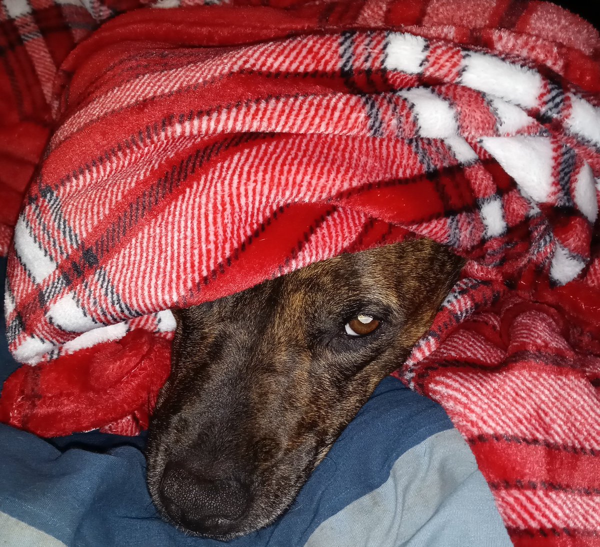 shawnmtodd66's tweet photo. A wonderful friend brought me a fluffy new blanket last night, and Miss Scarlet seems to have claimed it LOL ❤️🐺❤️
#DogsOfTwitter #DogsOnTwitter
#dogsofintagram
#dogstagram https://t.co/NV3YHlryKh