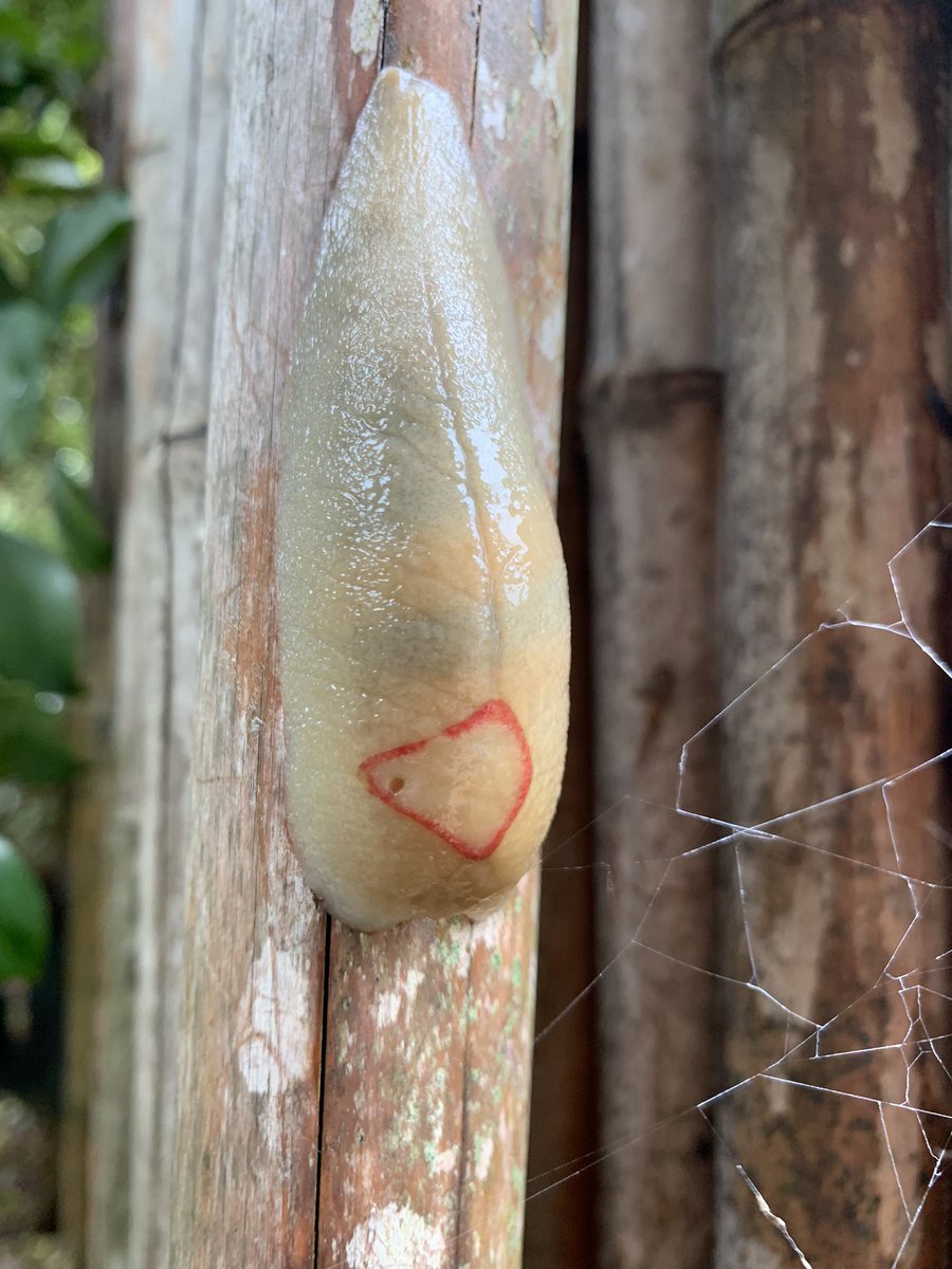 selinakosak's tweet photo. The red triangle slug (Triboniophorus graeffei) is common on the east coast of Australia. The small hole on the left of the triangle is it’s breathing pore. #redtriangleslug #eastcoast #australia #urban #utbanspecies #backyardspecies https://t.co/Jy6FDFGB9F