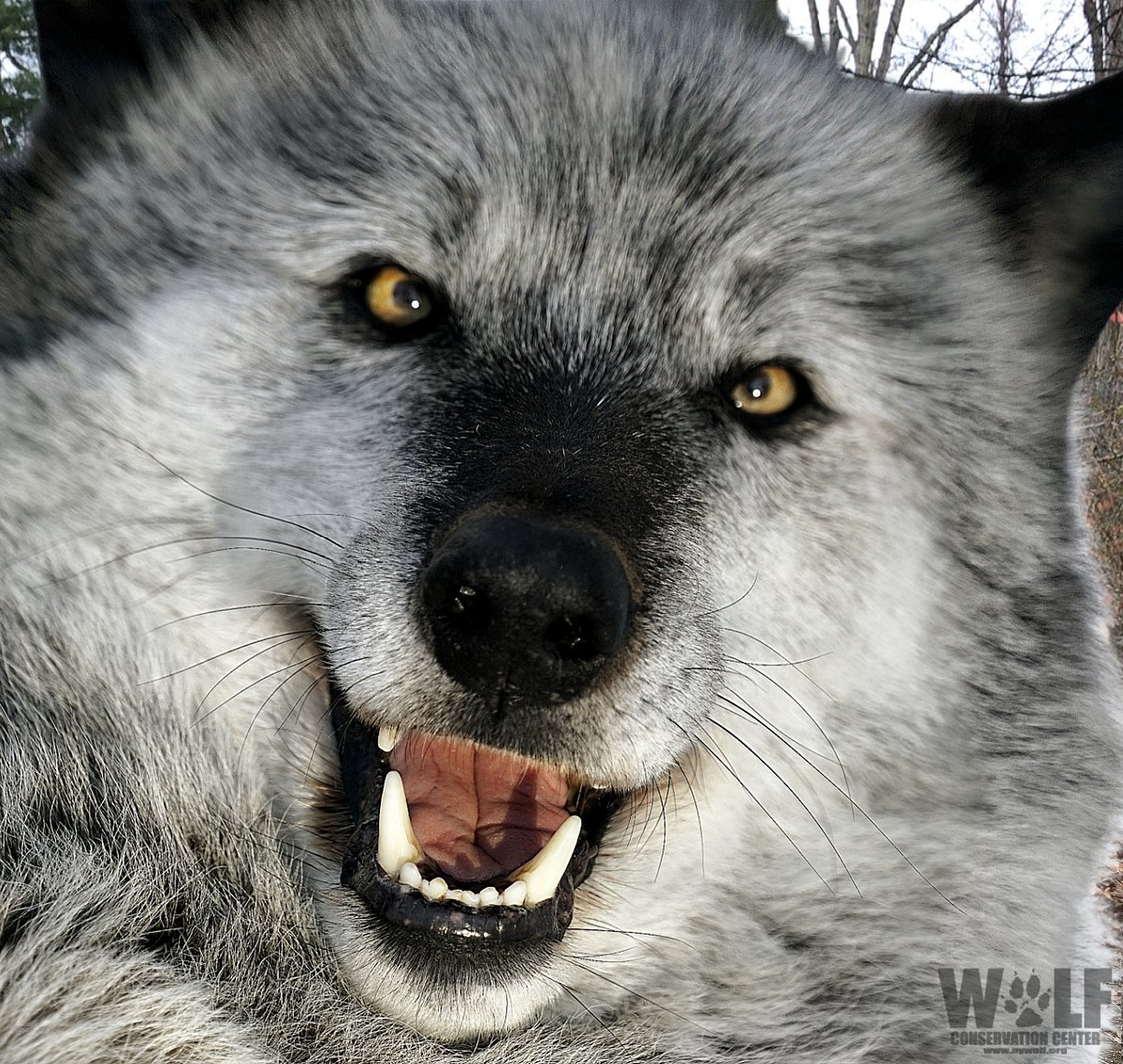 nywolforg tweet picture