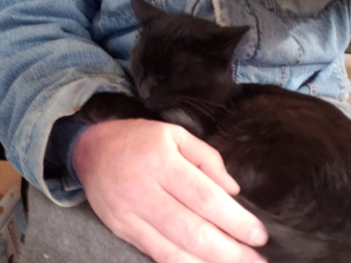 FeralCheeto's tweet photo. Who's more comfortable?   My human or me? https://t.co/xfSDLk9qLF