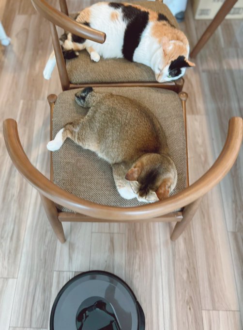 ルンバが気になる猫たち 