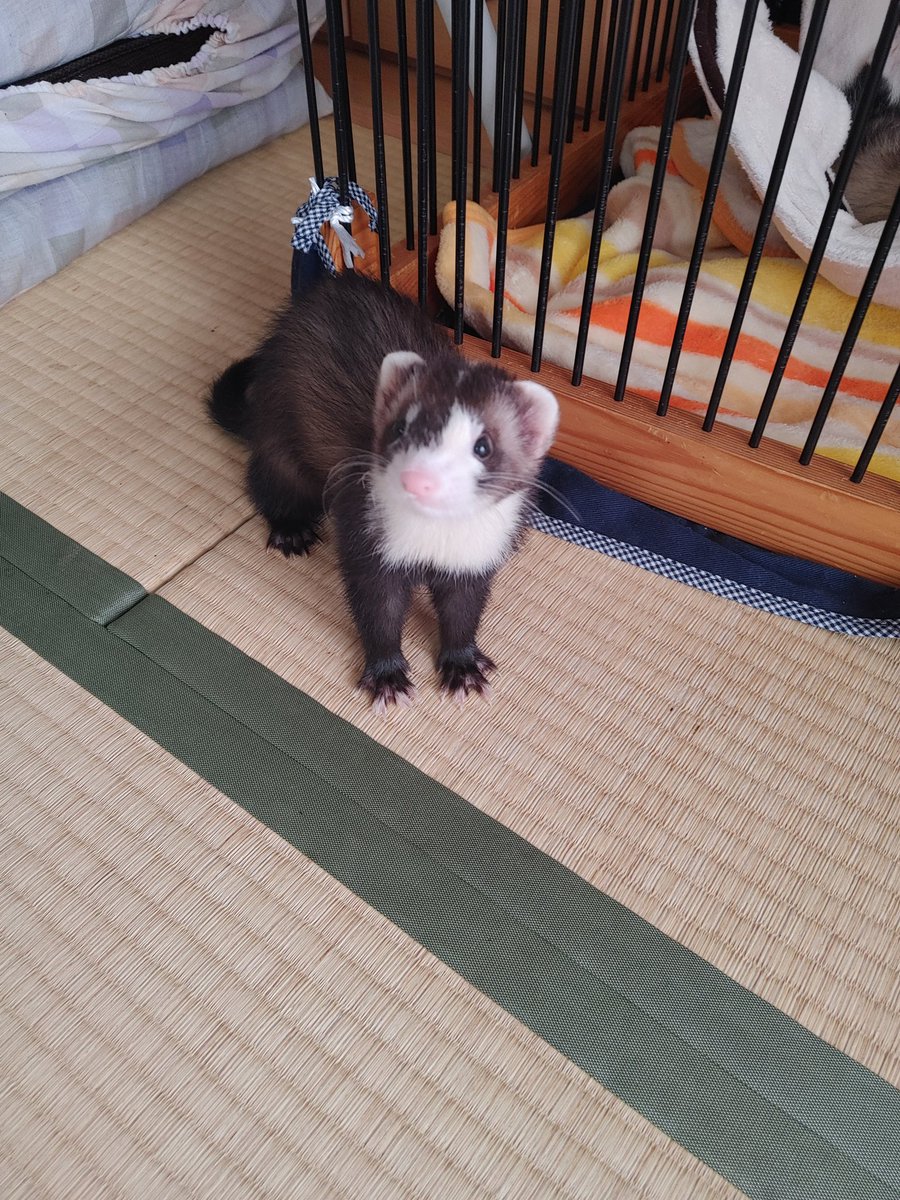 Choco12291's tweet photo. にぃにぃはまだ寝てるよ😃 https://t.co/jdYl9yfphN