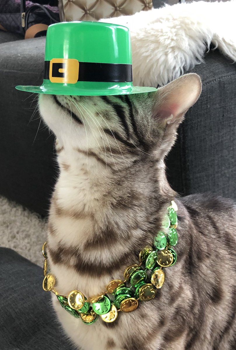 I have a whole album dedicated to my cat wearing hats wrong