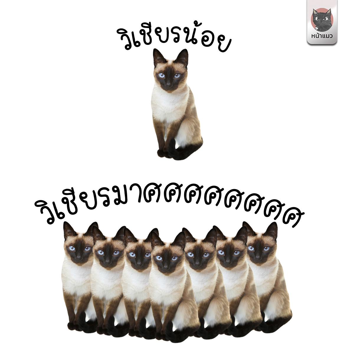 nhamaew's tweet photo. อันนี้คือที่มาของแมว วิเชียรมาศ รึเปล่าน้าา 😂😺
ติดตามได้ที่ : https://t.co/wwiNxYk4jl
#หน้าแมว #ทาสแมว #แมว https://t.co/NmDPZMRSqc