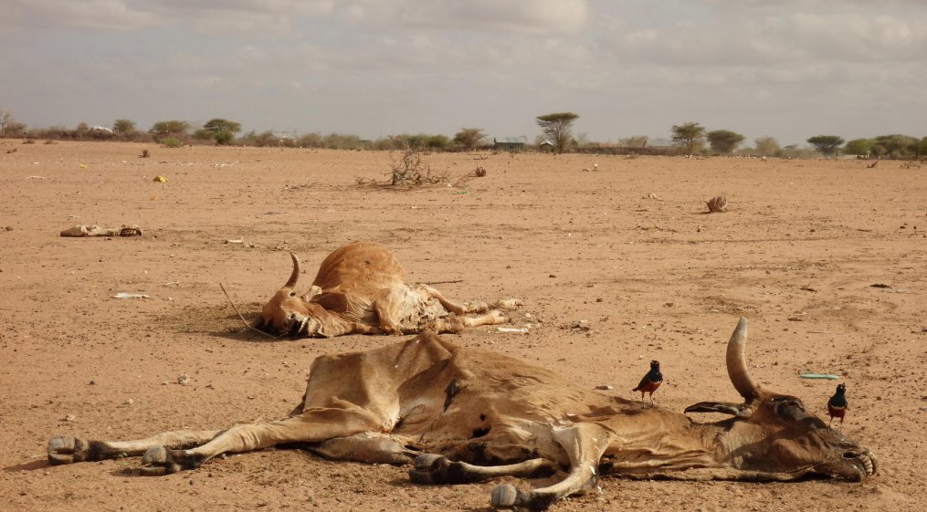 AJEnglish's tweet photo. “In 72 years of life, I have never seen something like this.”

Prolonged drought takes heavy toll In Kenya https://t.co/mcNd0Udnxe https://t.co/WL0Mois8sC