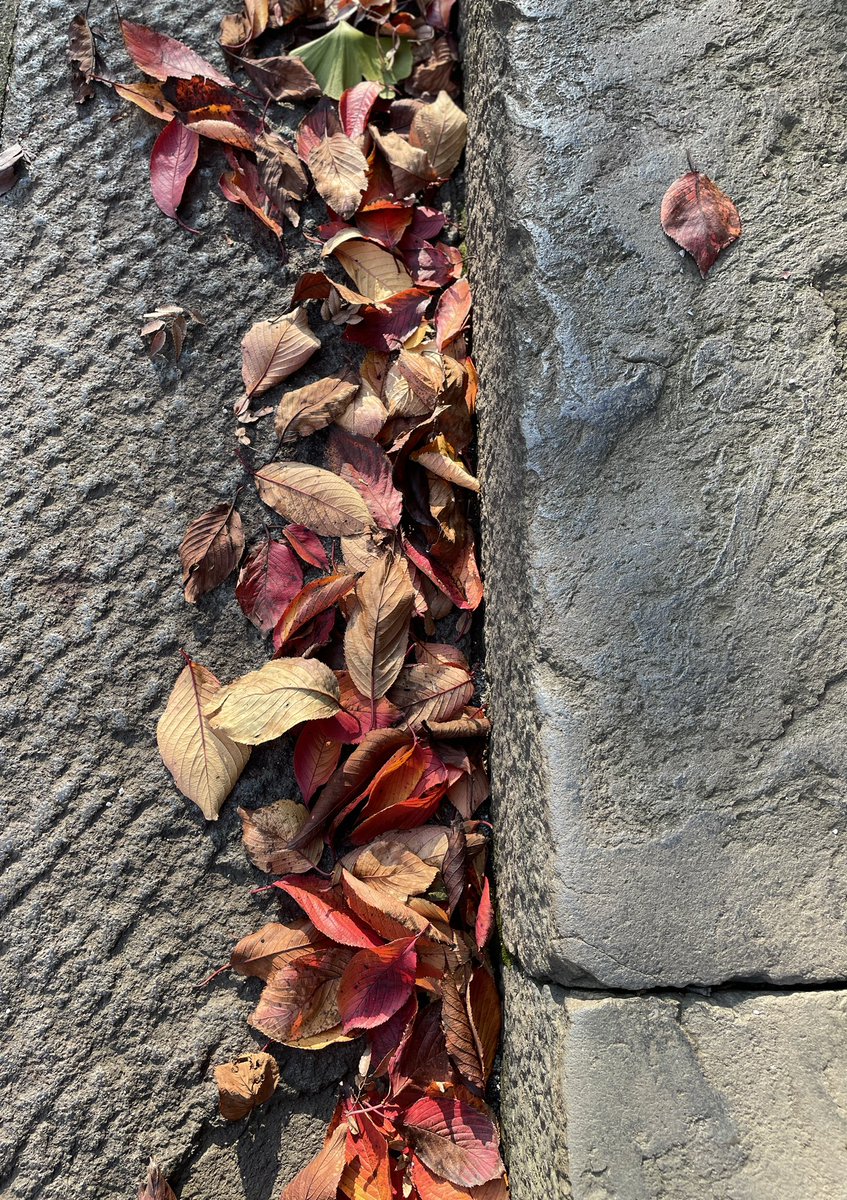 fieldofpine's tweet photo. 快晴🌞の土曜日✨
気持ちいいですね
桜の紅葉もとても綺麗☺️

#いまそら #桜の紅葉 https://t.co/0UhnvXx96I