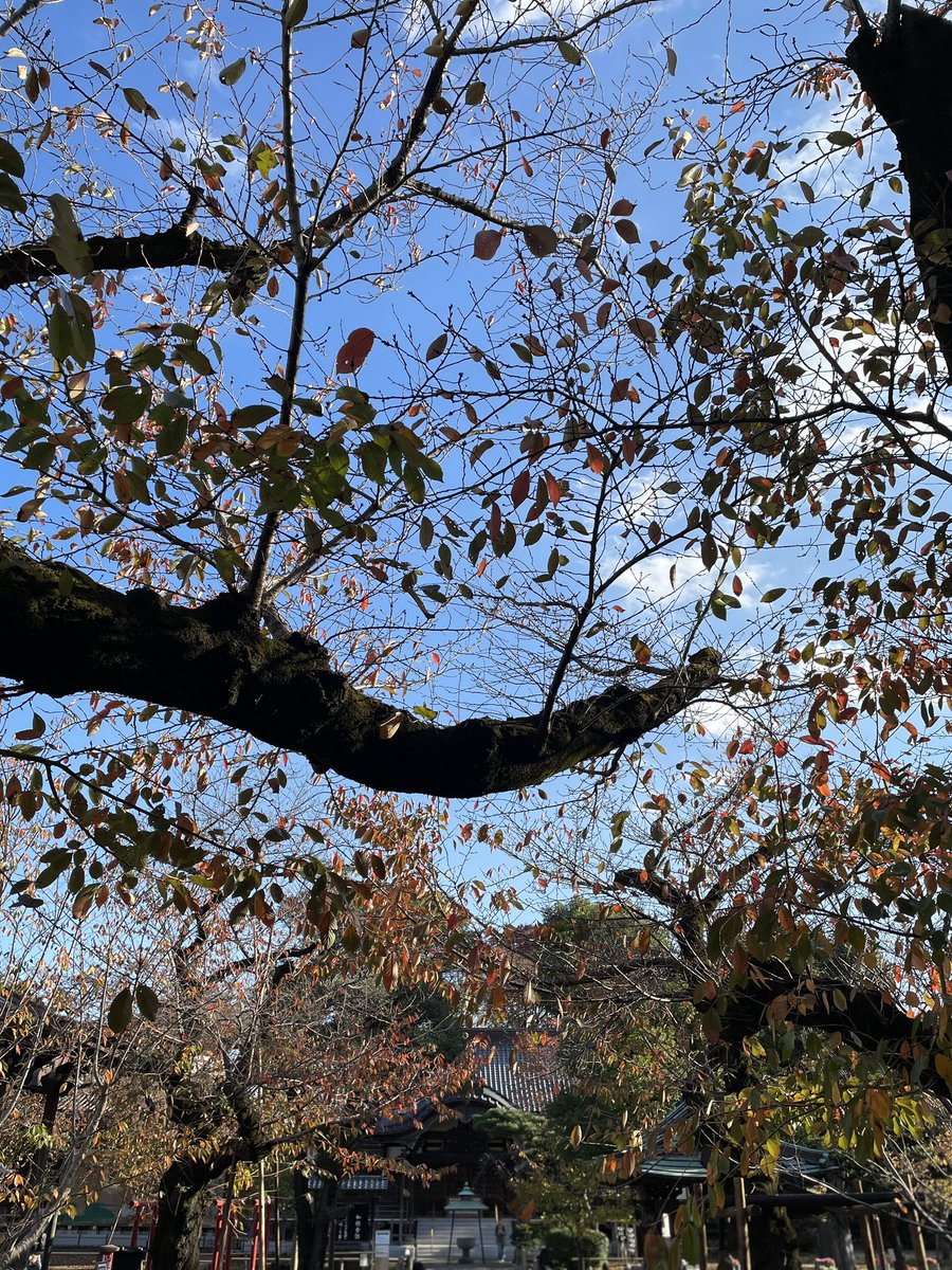 fieldofpine's tweet photo. 快晴🌞の土曜日✨
気持ちいいですね
桜の紅葉もとても綺麗☺️

#いまそら #桜の紅葉 https://t.co/0UhnvXx96I