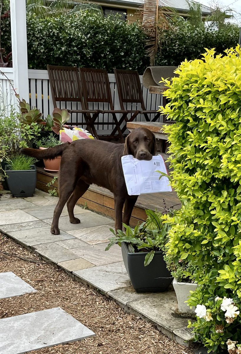 GasBagGreenie's tweet photo. Some Xmas gifts arrived. Labrador calendars from @LabRescueAU 🤩 (for fellow Lab-mad friends of course).
Resident Lab got to them first…
Seems fitting to gift them complete w bite mark 🤦🏽♀️🤷🏽♀️ #lifewithalab #murphyslaw https://t.co/VXhSHv2bCI