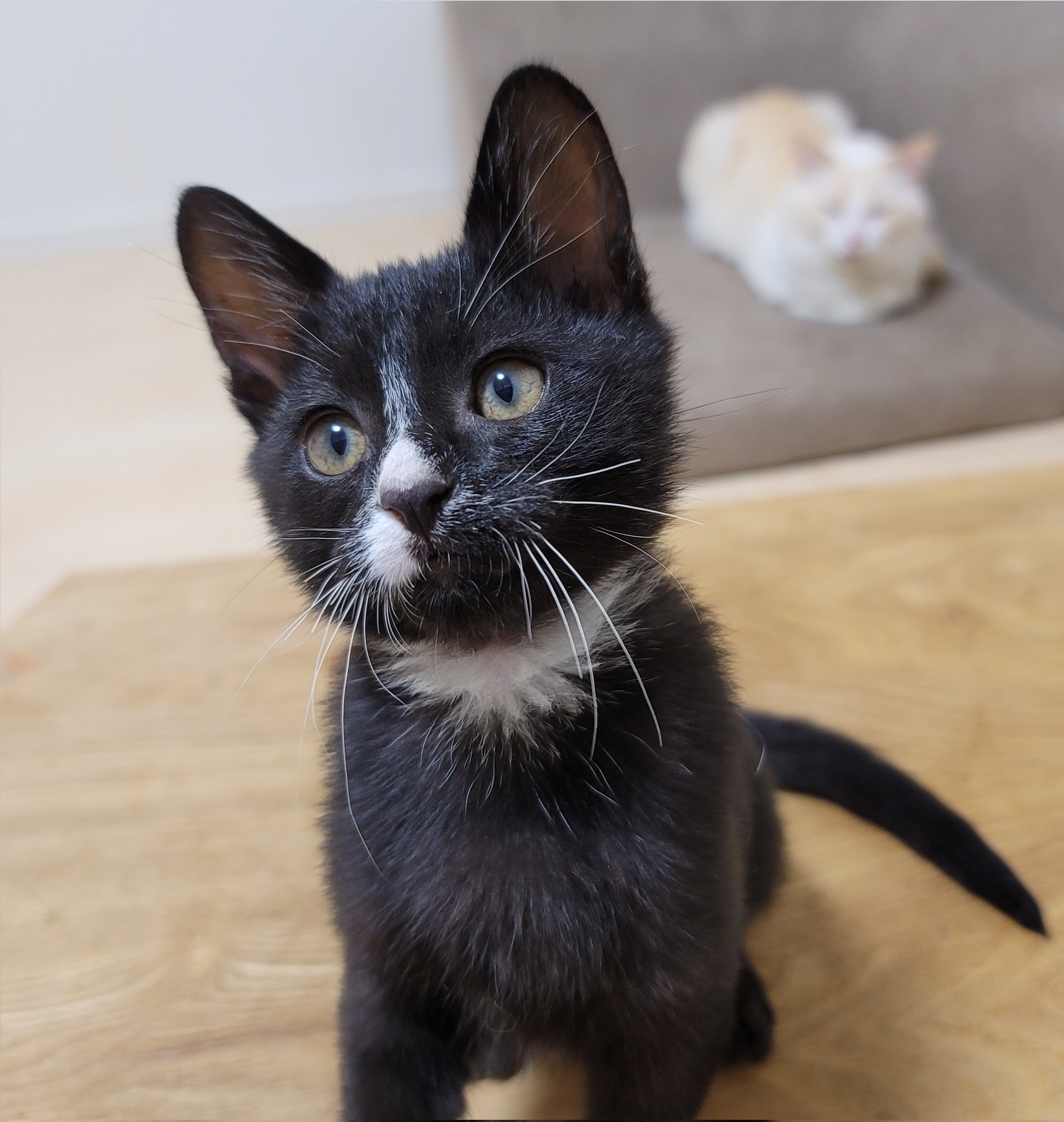 黒猫ウニくんのママ 子猫ウニの成長記録として Twitterを初めて2週間 フォロワー100人超えました ありがとうございます これからもウニくんと 先住猫マフィンくんのこと よろしくお願いします 猫 保護猫 黒猫 子猫 猫のいる暮らし 猫好きな