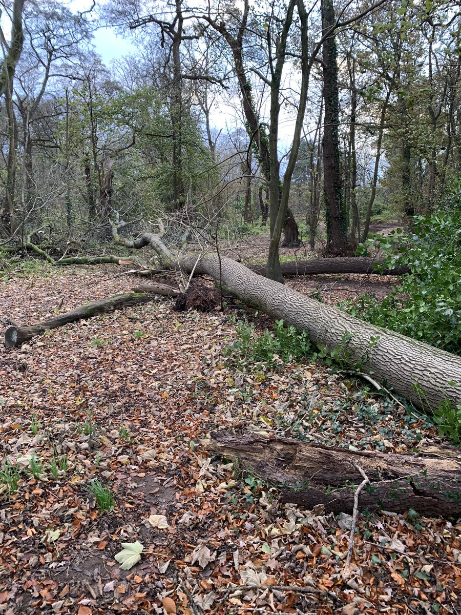 viallia6's tweet image. ⁦@cardiffcouncil⁩ #quickquerycardiff big old tree down in Roath Wild Gardens. Across footpath, not on the road ✊