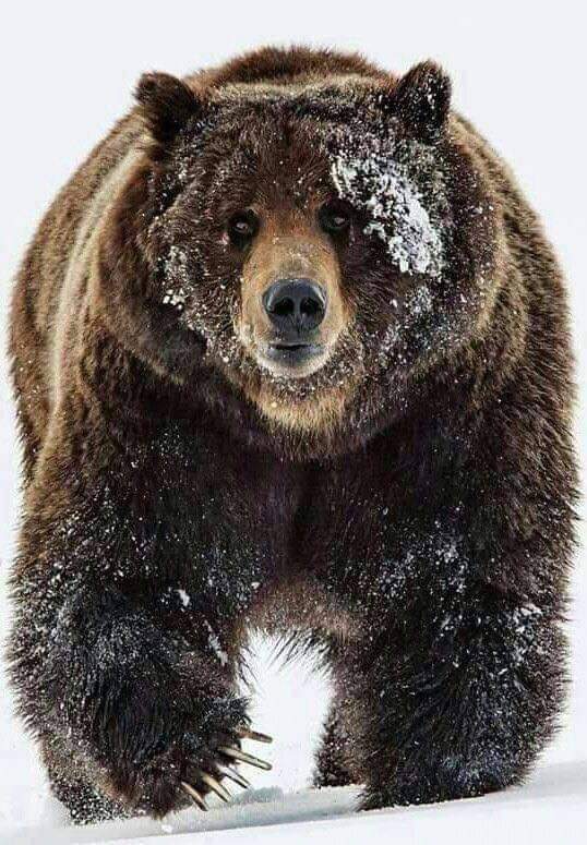 KatanaHugo's tweet photo. A beautiful and powerful brown bear!
#photos #photography #animals #bear https://t.co/fNEMGmKI4Q