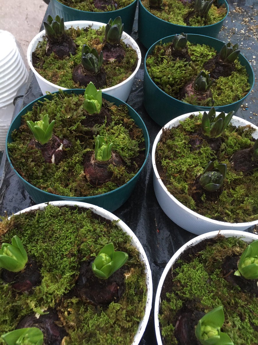 The plant stall tweet media