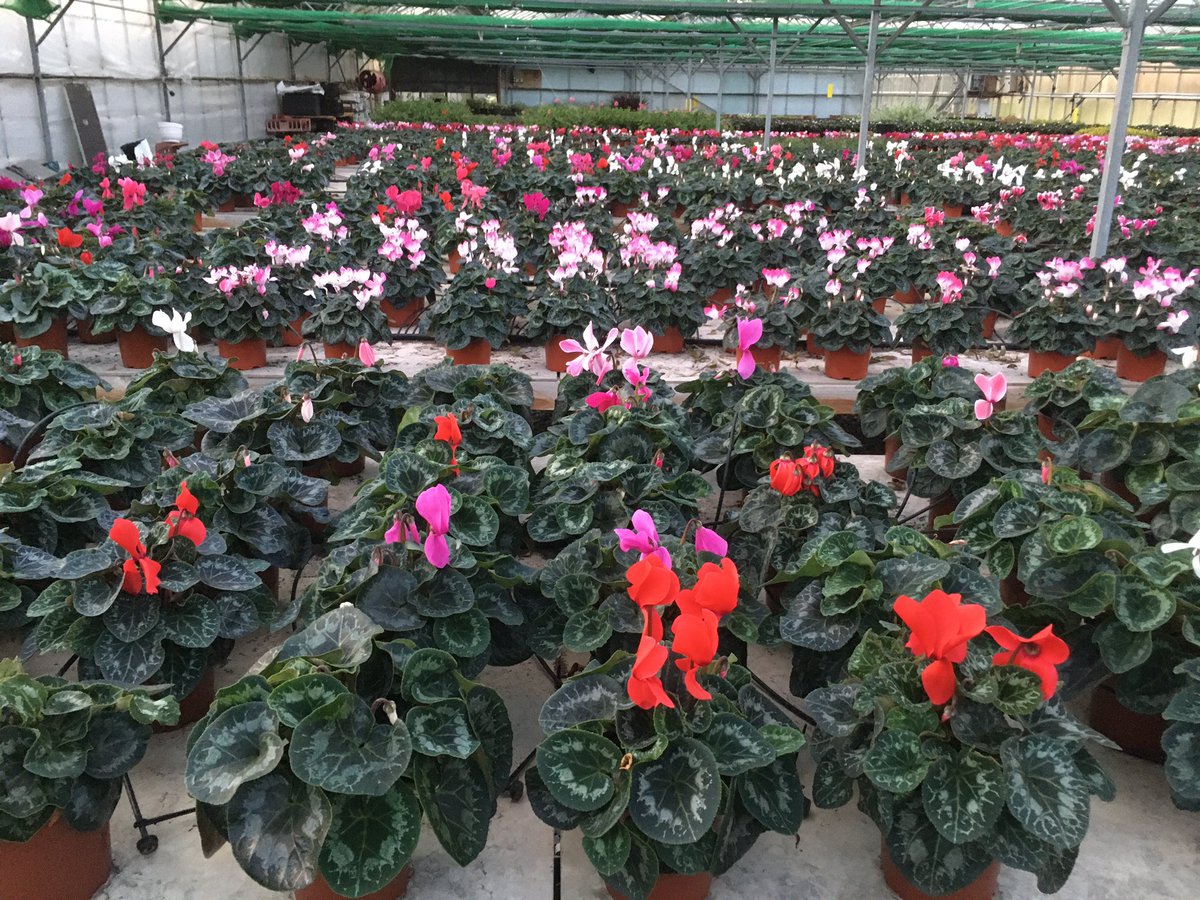 The plant stall tweet media