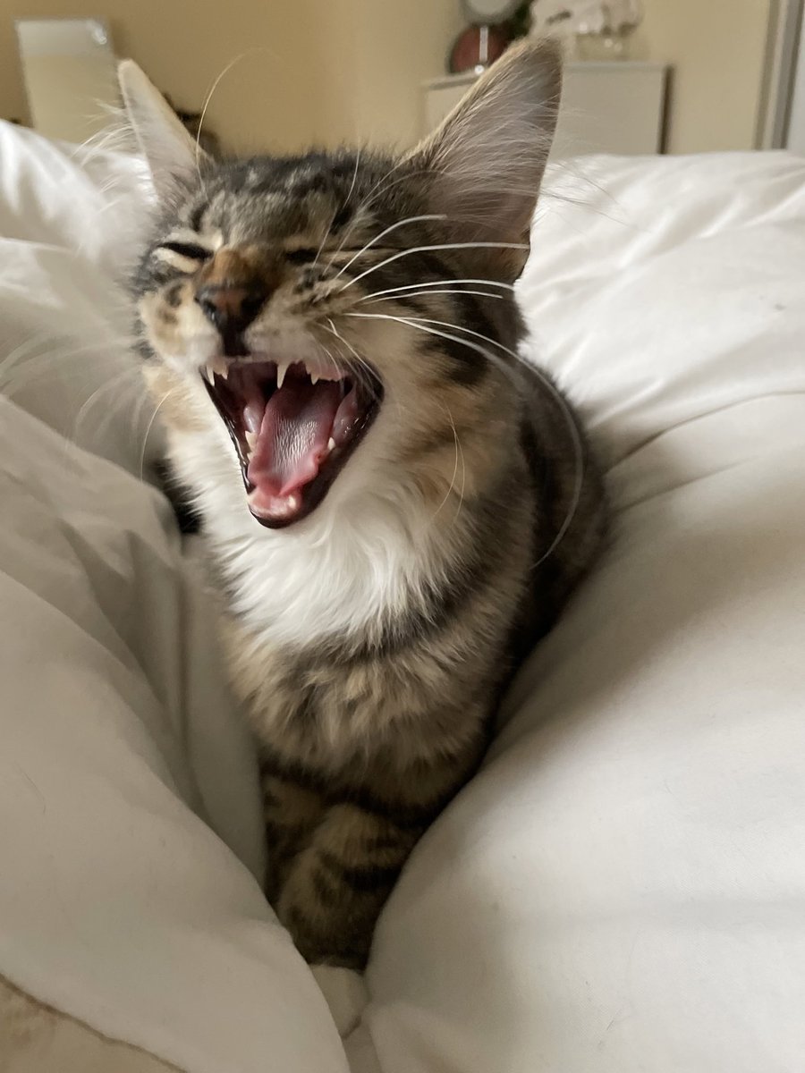 Let me sing you the song of my people! #Caturday https://t.co/TNnxbfBGX4