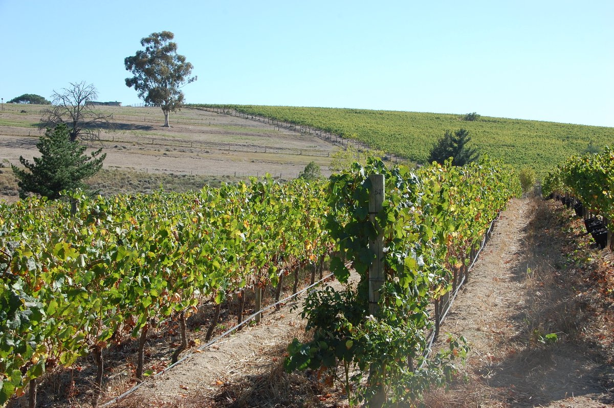 Deux Freres Wines tweet media