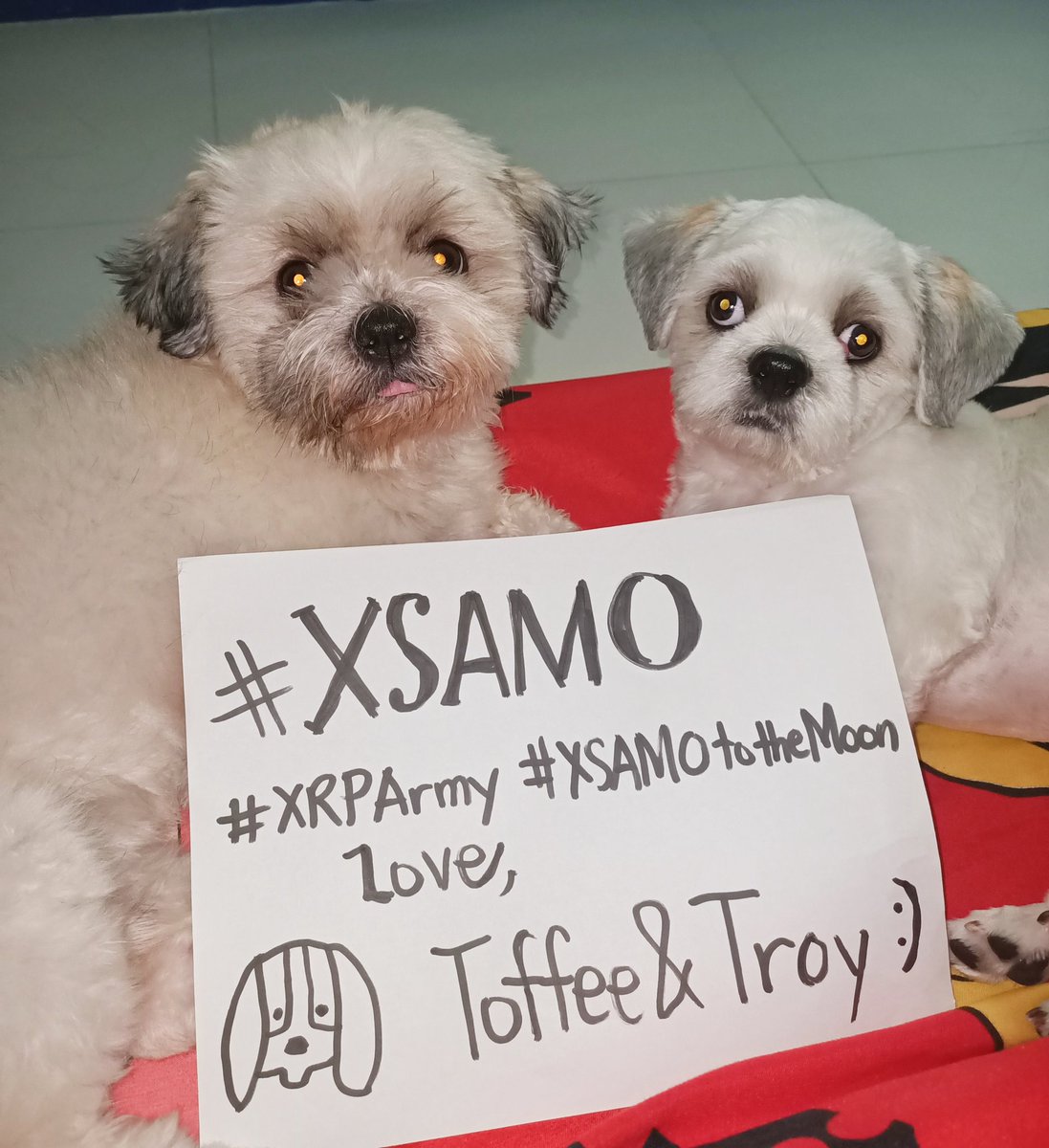 yooiamtoniton's tweet photo. @xrpsamoyed Hi Xsamo nice meeting you, I hope you won't ignore us ☺️
Love,
Toffee and Troy 🐶🐾🐾
@iamBellekoy
@MharkeeAlexa @joy_sanje
#XSAMO #XRP #XRPArmy https://t.co/byuhPEyv9Y