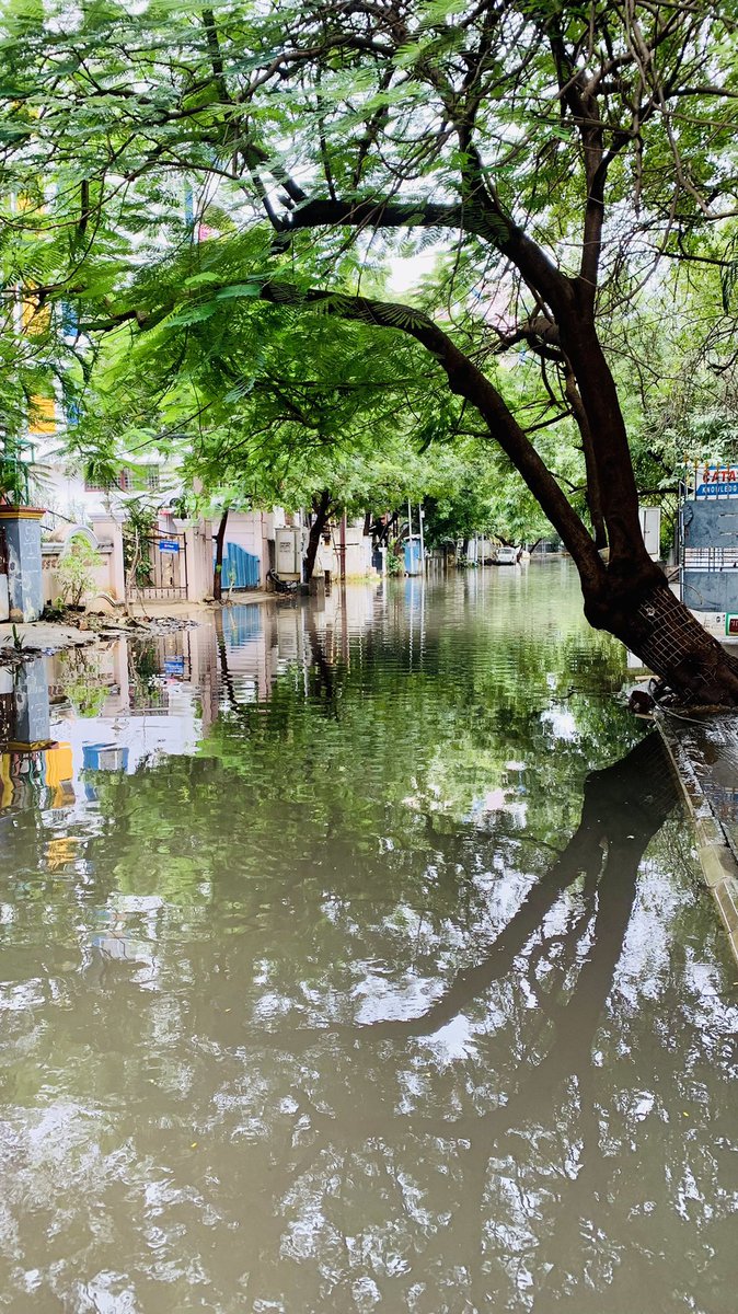 jciyer's tweet photo. Giri Road, T Nagar during every monsoon. @chennaicorp, @CMOTamilnadu - 👏 @ChennaiRains , @praddy06 #ChennaiRains - ´Beauty lies in the eyes of the beholder’ ?! https://t.co/XXmTsbocHW
