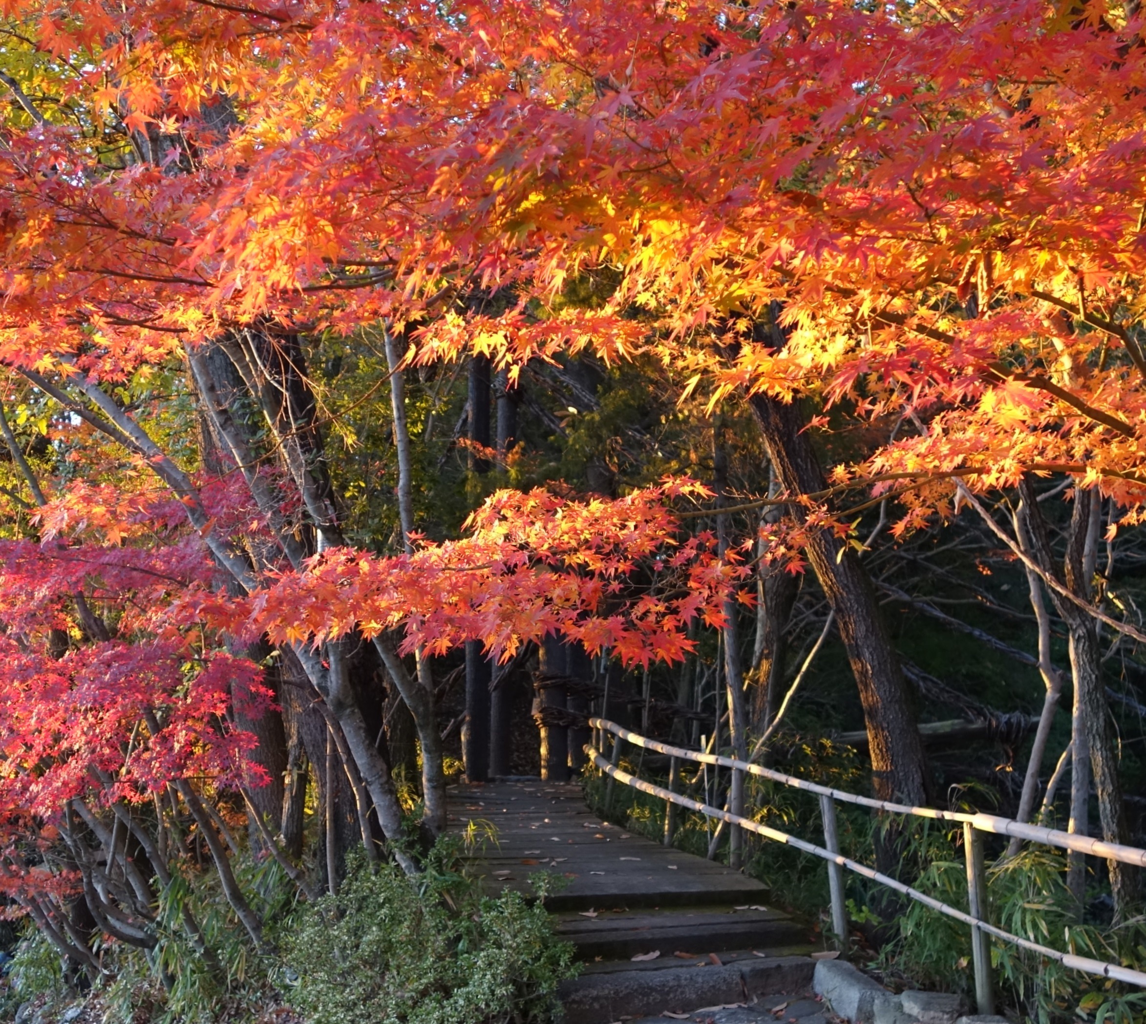 四国村ミウゼアム Official Shikokumura Museum 紅葉が夕陽にライトアップされるように今日も１日が終わり たくさんのご来村ありがとうございました 紅葉 見頃 秋 紅葉狩り 散歩 四国村 高松 香川 寒い 暖かい 夕焼け ライトアップ