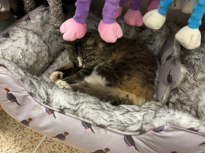 hmackay1a's tweet photo. Shopping locally and came across the famous Co-Op cat! Made me smile! #catslife https://t.co/SvtXtxEAib