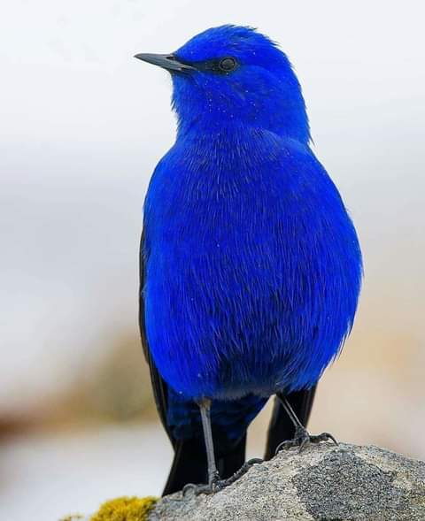 @linjianyangbe @Avibase Good Morning To All Beautiful People Around The World 🌍🙏🤍
#NaturePhotography #nature
#BirdsSeenIn2021 #野鳥 #China
#MoreBirdsLessPolitics #birds
#birdwatching #photography  
#TwitterNatureCommunity @avibase  #birdjo #ThingsOutside