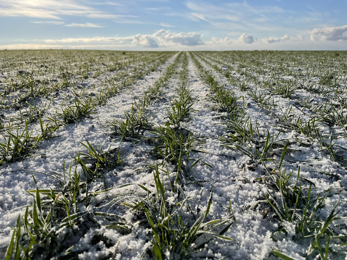 gsneessens's tweet photo. @soilcapfarming was in Russia this whole week assisting Russian clients designing their transition towards #regenerativeagriculture for better agronomy, profitability and carbon sequestration - very promissing ! https://t.co/yxNQxDNxEw