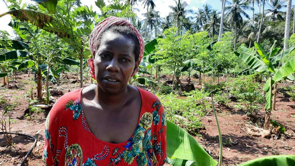 ViungoProject's tweet photo. "Kupitia mradi huu wa Viungo nilipata miche 200  ya Vanila na mimi mwenyewe nikaongeza 400, hivyo kwenye shamba hili la eka 3 tayari  nina miche 600" Aviwa Ali Songoro, mkulima kutoka Kizimbani. #ShambaLanguMtajiWangu 

#ViungoProject inafadhiliwa na @EUinTZ https://t.co/m5shDEOW0J