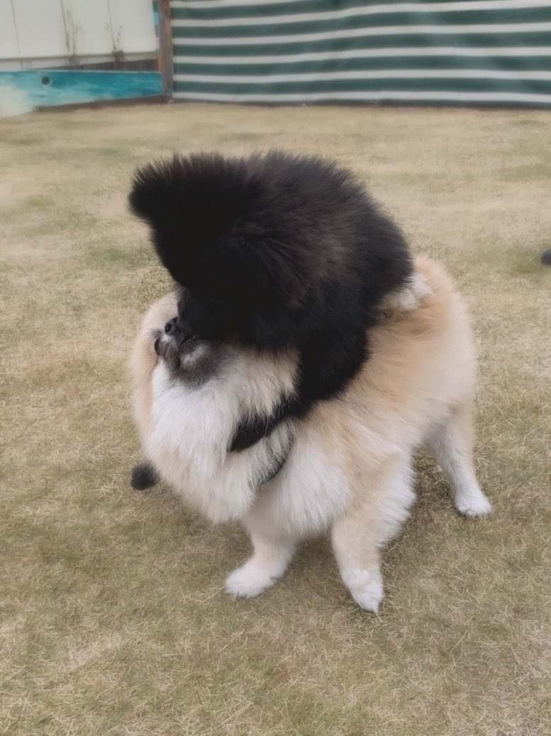黒ポメのテテ Tete Dog Pomeranian Tetepome Twitter 黒ポメのテテ Tete Dog Pomeranian Tetepome Twitter