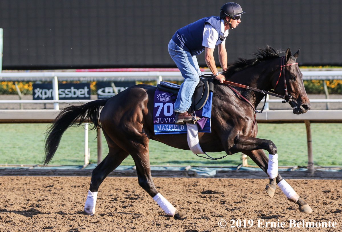 Ernie_Belmonte's tweet photo. Maxfield goes out a winner in the G1 Clark at Churchill Downs. Here some photos of him that I took at SA. Congratulations to his connections and enjoy retirement Max. #BreedersFuturityWinner #MattWinnWinner #MineshaftWinner #AlyshebaWinner #StephenFosterWinner #ClarkWinner #bc19 https://t.co/XRSysu37pV