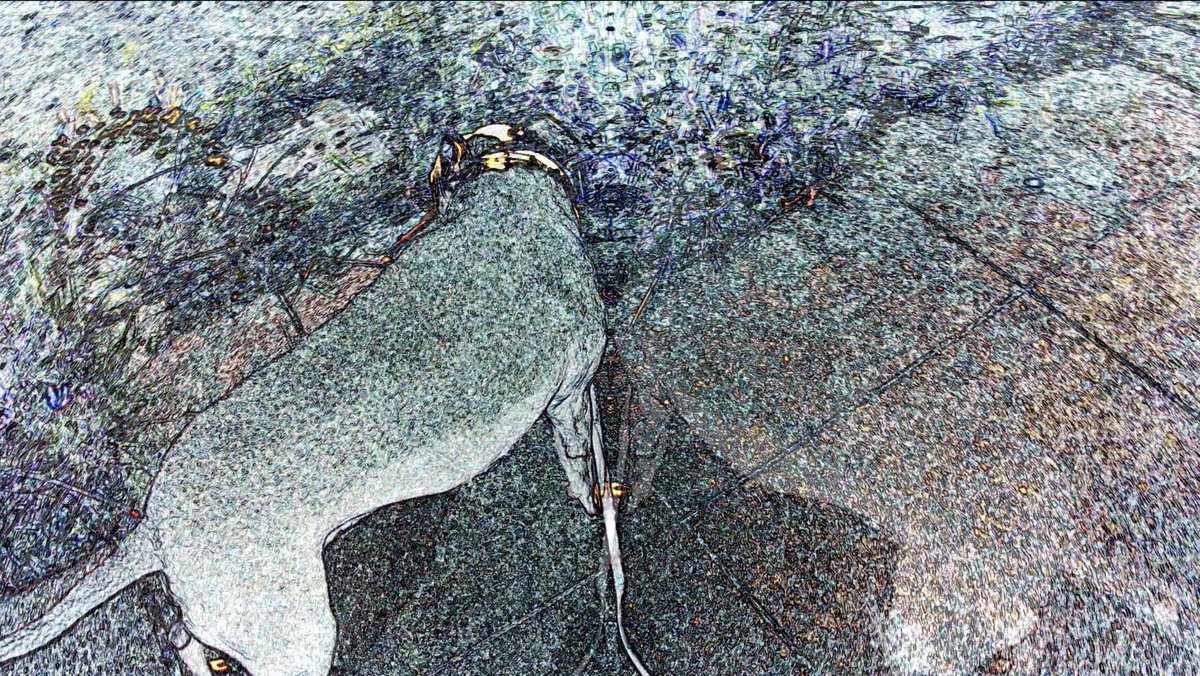 info_iw's tweet photo. A dog's day (after Ferlinghetti):
#hicetnunc collaboration with sound artist Evelyn Ficarra live again.

https://t.co/QerQjmxLMR

'a real realist
with a real tale to tell
and a real tail to tell it with'

#stopmotion #CleanNFTs #nftvideo #NFTartist #NFTCommunity #nftcollectors https://t.co/smPmDuIqn2