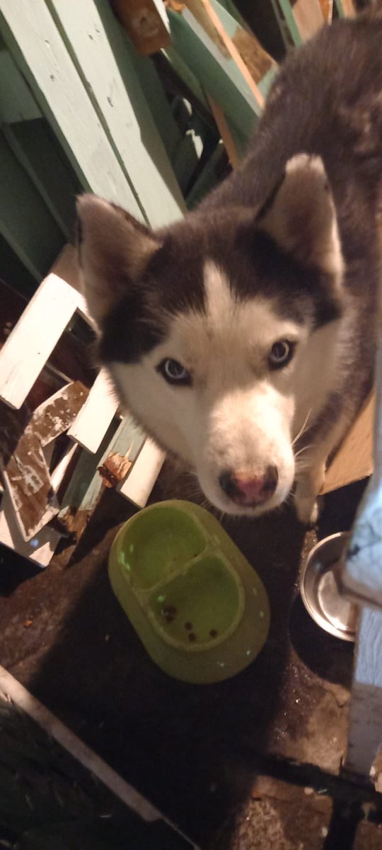 canaq27's tweet photo. @amilcarmontejo porfa difundir perrito husky encontrado en zona 10 lo estamos cuidando hasta q aparezcan los dueños https://t.co/DVO6CDcjGB