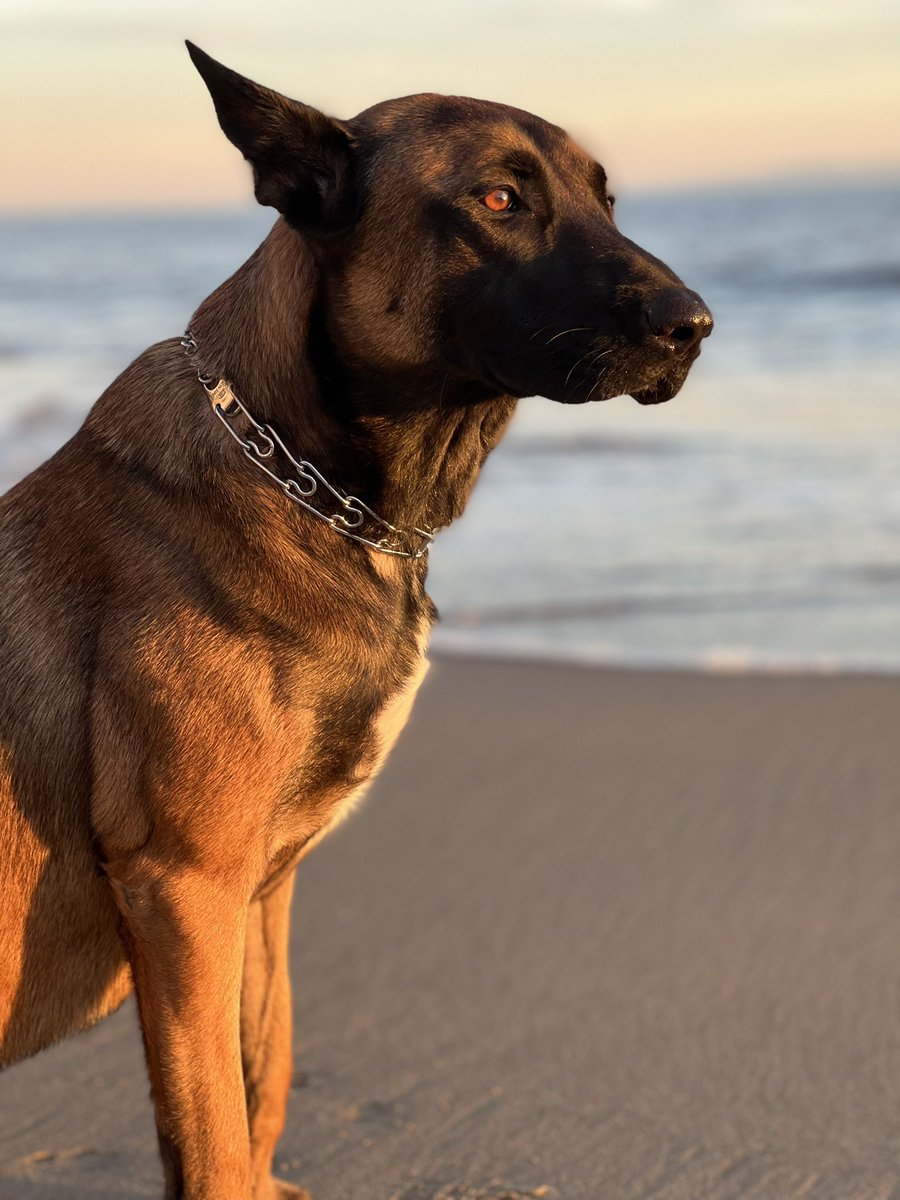 JordanCohen21's tweet photo. Golden hour with Ace. #begianmalinois #malibu #mansbestfriend #dogslife https://t.co/IEd1dIdMYB
