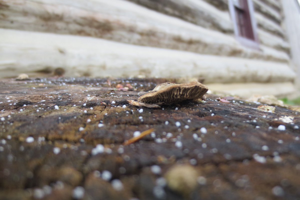 Welcome to November- rain on Thursday Snow on Friday! Nature photography helps <a href="/charlesgordonps/">Charles Gordon SPS</a> grade 8’s connect to the land while reflecting on elements of design #outdoorlearning <a href="/TOES_TDSB/">TOES_TDSB</a> <a href="/LC3_TDSB/">TDSB LC3</a>