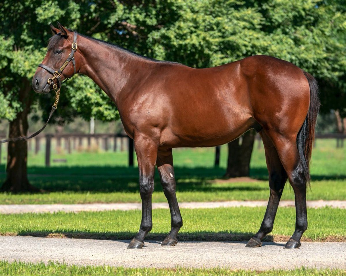 anz_news's tweet photo. The Gr2 Sandown Guineas (1600m) goes to @MickPriceRacing's BLUE ARMY under @LaneDamian.🙌🏼

Having just his third start, the colt is by @WaikatoStud's Savabeel out of SW Keyarna Blue. He was a $220k @inglis_sales Melbourne Premier buy from @widdenstud for @WattleBldstk/HBL Racing. https://t.co/fC2PEAS6Ye