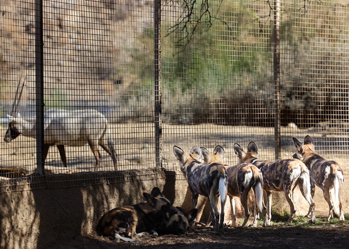 mmaxwellbey's tweet photo. @livingdesert Feels like the African Wild Dogs are evaluating a potential meal! https://t.co/1SrYDrt6f2