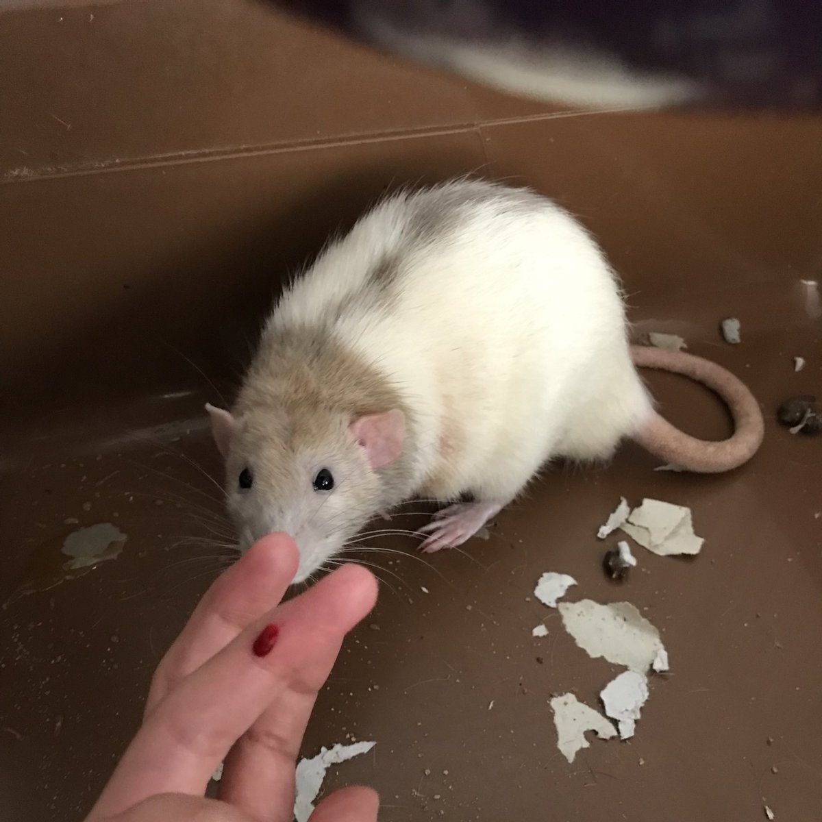 cho_kawayo's tweet photo. 飼い主に噛み付いたネズミです

#ヨアケとドンペリニヨン https://t.co/hIB9VkcLft